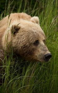 Preview wallpaper bear, predator, brown, grass