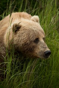Preview wallpaper bear, predator, brown, grass