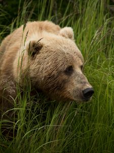 Preview wallpaper bear, predator, brown, grass