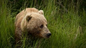 Preview wallpaper bear, predator, brown, grass