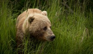 Preview wallpaper bear, predator, brown, grass