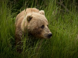 Preview wallpaper bear, predator, brown, grass