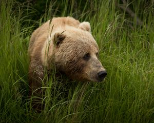 Preview wallpaper bear, predator, brown, grass