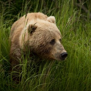 Preview wallpaper bear, predator, brown, grass