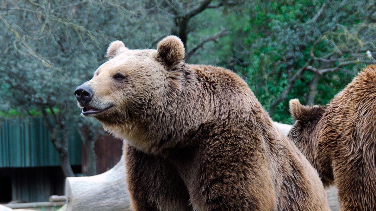 Wallpaper bear, predator, brown, funny