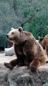 Preview wallpaper bear, predator, brown, funny
