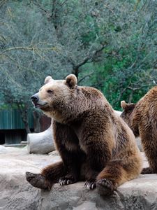 Preview wallpaper bear, predator, brown, funny