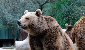 Preview wallpaper bear, predator, brown, funny