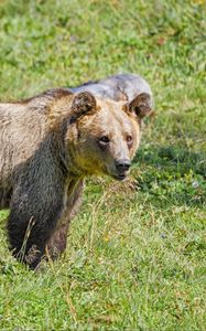 Preview wallpaper bear, predator, grasses, animal