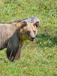 Preview wallpaper bear, predator, grasses, animal