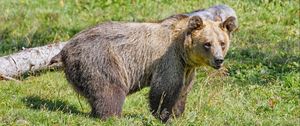 Preview wallpaper bear, predator, grasses, animal