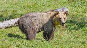 Preview wallpaper bear, predator, grasses, animal