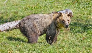 Preview wallpaper bear, predator, grasses, animal