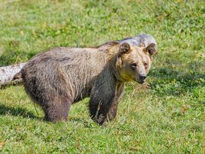 Preview wallpaper bear, predator, grasses, animal