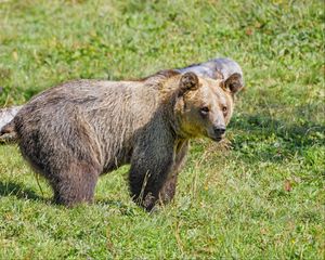 Preview wallpaper bear, predator, grasses, animal