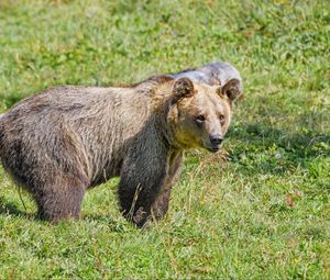 Preview wallpaper bear, predator, grasses, animal