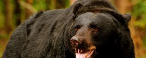 Preview wallpaper bear, predator, open mouth, brown