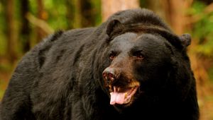 Preview wallpaper bear, predator, open mouth, brown