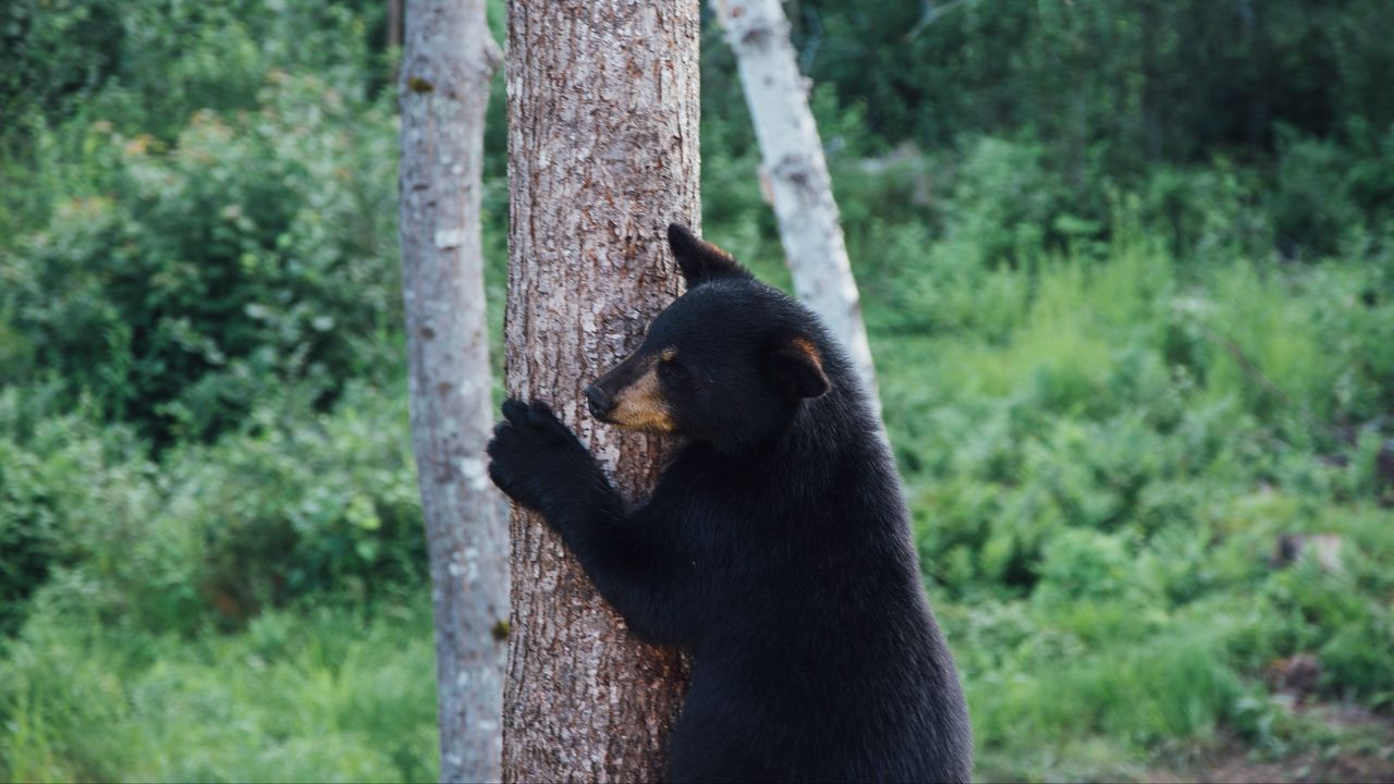 Wallpaper bear, predator, tree