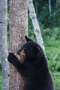 Preview wallpaper bear, predator, tree