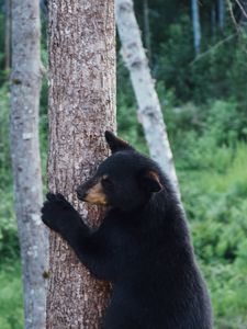 Preview wallpaper bear, predator, tree