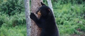 Preview wallpaper bear, predator, tree