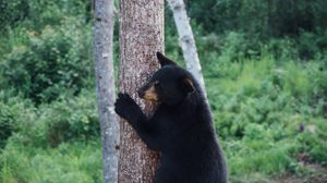 Preview wallpaper bear, predator, tree