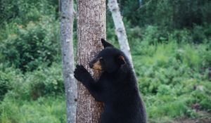 Preview wallpaper bear, predator, tree