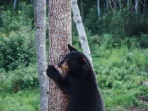 Preview wallpaper bear, predator, tree