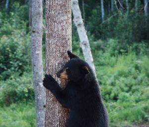 Preview wallpaper bear, predator, tree