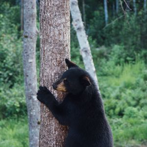 Preview wallpaper bear, predator, tree