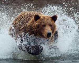 Preview wallpaper bear, run, splash
