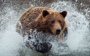 Preview wallpaper bear, run, splash, water