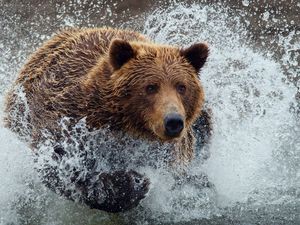 Preview wallpaper bear, run, splash, water