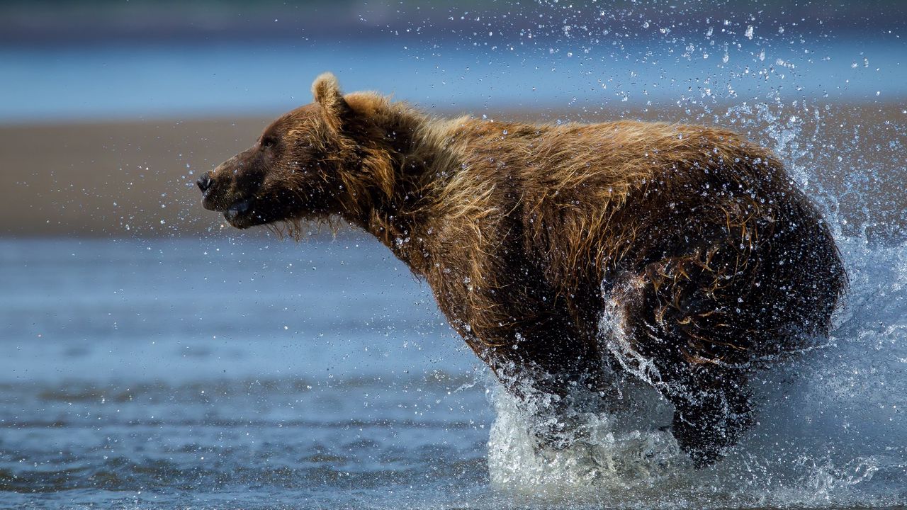 Wallpaper bear, run, water, wet
