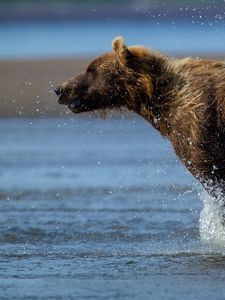 Preview wallpaper bear, run, water, wet