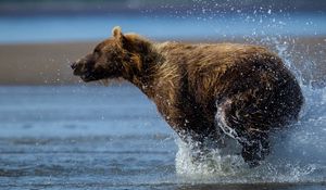 Preview wallpaper bear, run, water, wet