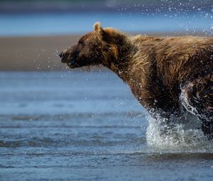 Preview wallpaper bear, run, water, wet