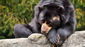 Preview wallpaper bear, sad, down, lonely, waiting