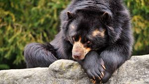 Preview wallpaper bear, sad, down, lonely, waiting