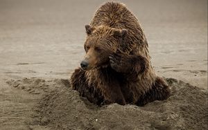 Preview wallpaper bear, sand, playful