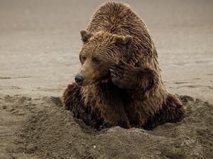 Preview wallpaper bear, sand, playful