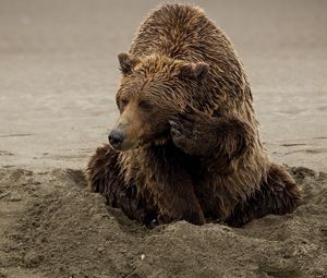 Preview wallpaper bear, sand, playful