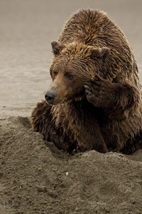 Preview wallpaper bear, sand, sitting, wet