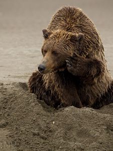 Preview wallpaper bear, sand, sitting, wet