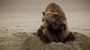 Preview wallpaper bear, sand, sitting, wet