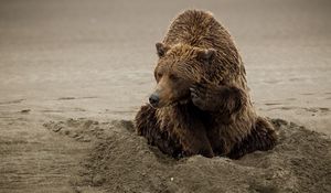 Preview wallpaper bear, sand, sitting, wet