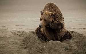 Preview wallpaper bear, sand, sitting, wet