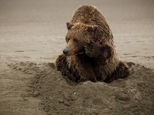 Preview wallpaper bear, sand, sitting, wet