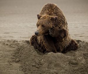 Preview wallpaper bear, sand, sitting, wet